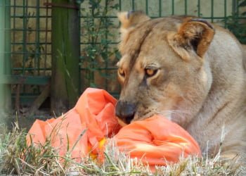 Foto: DivulgaÃ§Ã£o