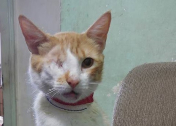 Com dívida, ONG que cuida de gatos em cemitério de Piracicaba pede ajuda