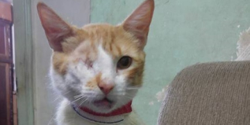 Com dívida, ONG que cuida de gatos em cemitério de Piracicaba pede ajuda