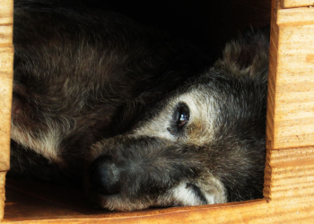 ONG Vira Lata Vira Vida implora por adotantes ou ajuda de custos