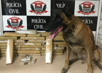 DISE Piracicaba prende traficante de 25 anos com vários tijolos de maconha