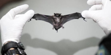 Piracicaba registra o primeiro caso de raiva do ano