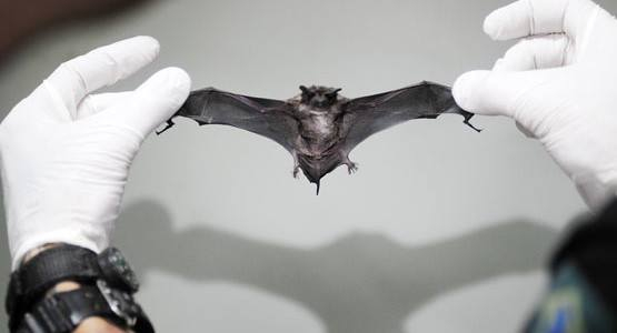 Piracicaba registra o primeiro caso de raiva do ano