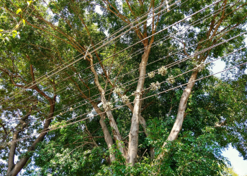 Foto: Wagner Romano / PIRANOT.