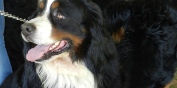 Acontece em Piracicaba o 5º encontro de cachorros da raça Bernese