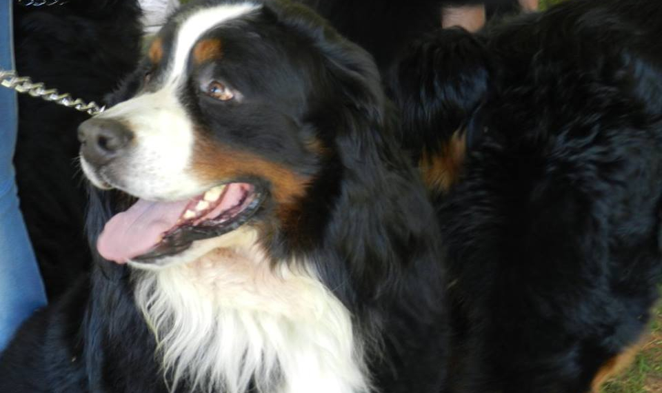 Acontece em Piracicaba o 5º encontro de cachorros da raça Bernese