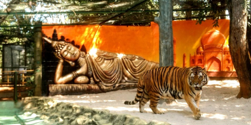 Concurso visa escolher nome para tigre do Zoológico de Piracicaba