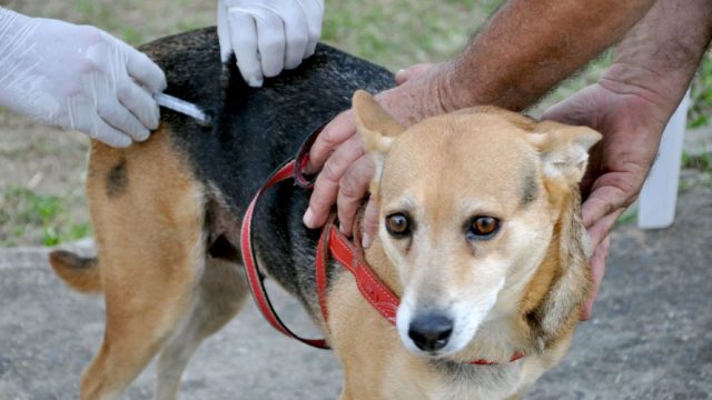 vacinação contra a raiva em Piracicaba