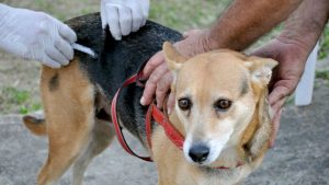 vacinação contra a raiva em Piracicaba