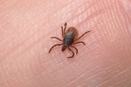 Piracicaba lidera número de casos de febre maculosa no Estado de São Paulo e reforça alerta à população
