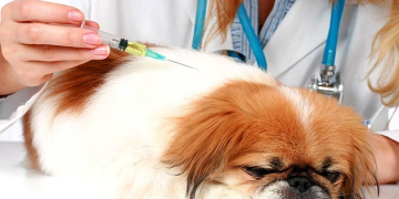 Campanha de Vacinação Antirrábica continua neste sábado (21), em Piracicaba