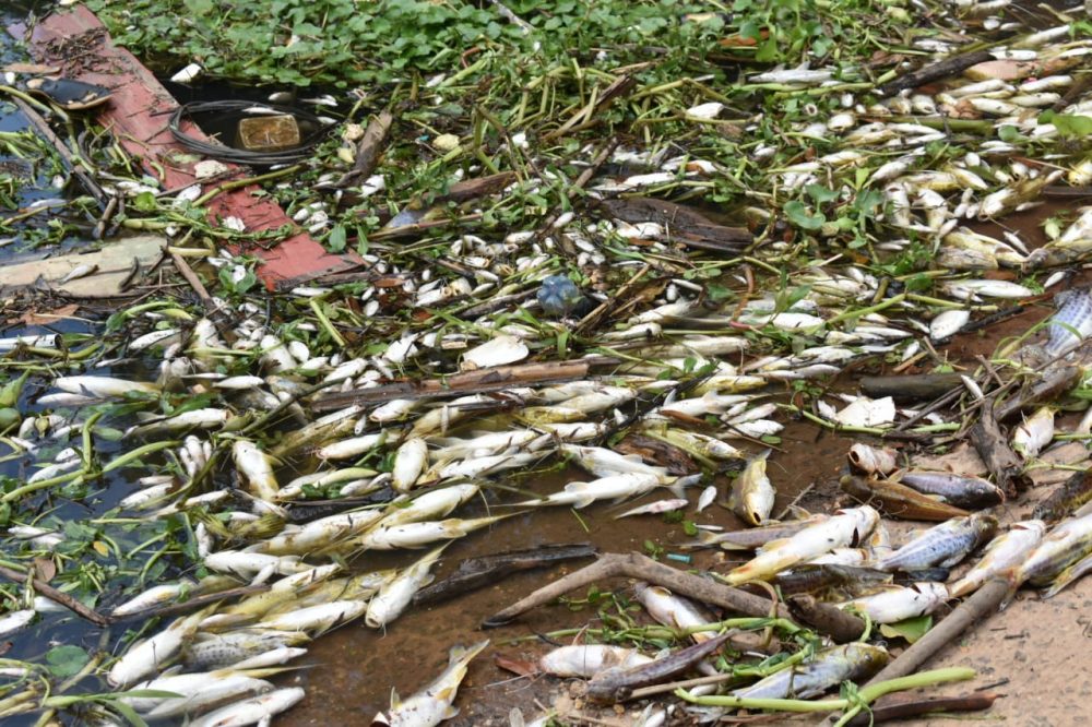 Rio Piracicaba