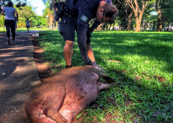 Foto: Wagner Romano / Jornal PIRANOT