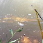 Peixes aparecem mortos em lago de Capivari (SP)