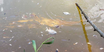 Peixes aparecem mortos em lago de Capivari (SP)
