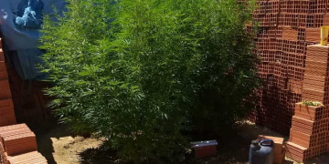 Homem é preso com seis pés de maconha em Rio das Pedras (SP)