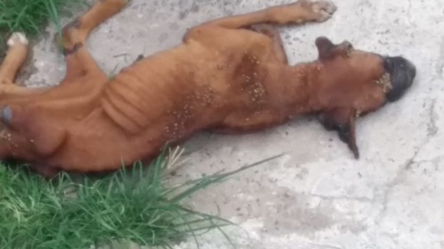 Após denúncia, equipes salvam animal abandonado em Piracicaba