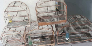 Polícia Militar apreende pássaros silvestres e multa mulher por infração ambiental