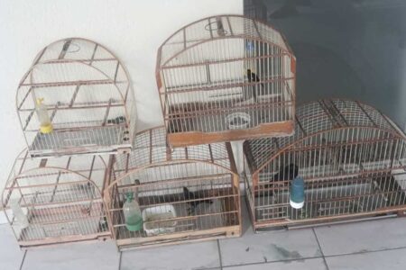 Piracicaba ocupa 2º lugar na região em apreensões de animais vítimas de tráfico e cativeiro ilegal