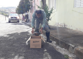 Tartaruga atropelada é resgatada pela Guarda Municipal e encaminhada ao zoológico municipal
