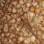 Em Capivari, 400 pintinhos são resgatados em área de descarte irregular