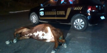 Ônibus de transporte coletivo atropela vaca em Avenida de Capivari