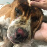 Morre Pitbull resgatado depois de ser enrolado em cobertor e queimado em Limeira