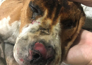 Em Limeira, Pitbull fica gravemente ferido após ser enrolado em cobertor e queimado