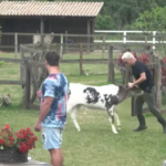 A Fazenda: Viny brinca com o bezerro
