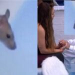 Rato invade cozinha VIP do BBB20, brothers são trancados fora da casa e vídeo viraliza na internet