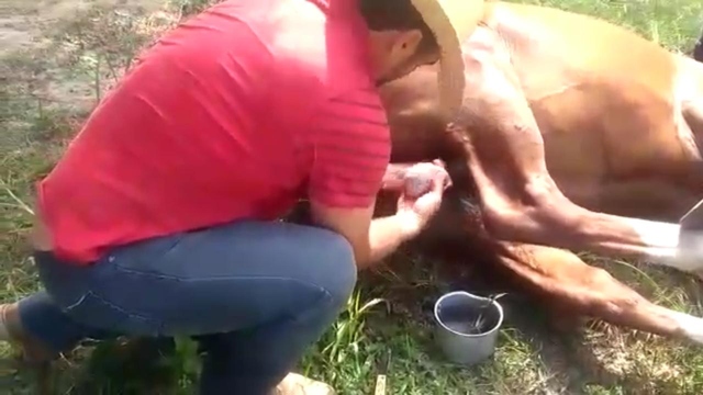 Quatro homens são presos, em Piracicaba, por castração de animal a sangue frio