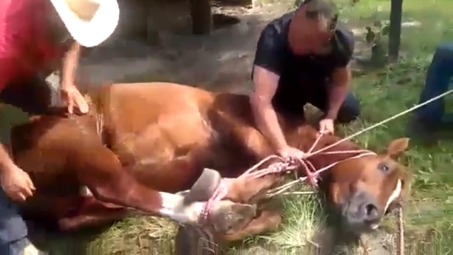 Quatro homens são presos, em Piracicaba, por castração de animal a sangue frio