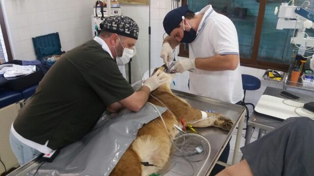 Onça-parda do Zoológico de Piracicaba é submetida a cirurgia em SP