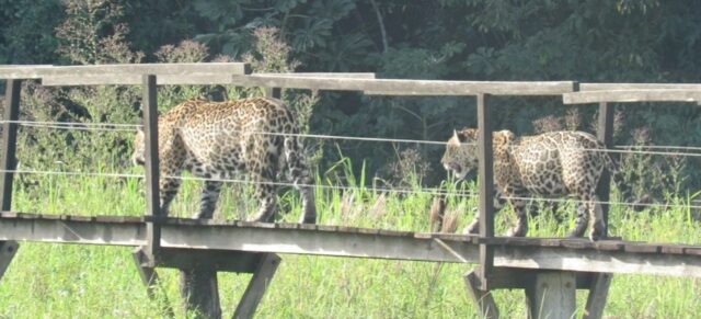 Sem turistas, onças-pintadas se aproximam de passarelas no Pantanal Sem turistas, onças-pintadas se aproximam de passarelas no Pantanal