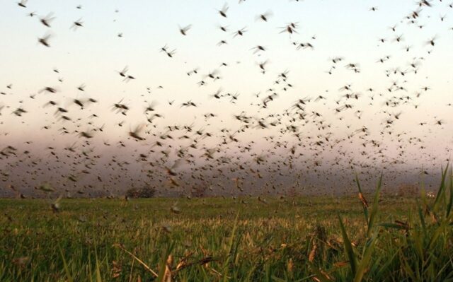 Uma foto da nuvem de gafanhotos
