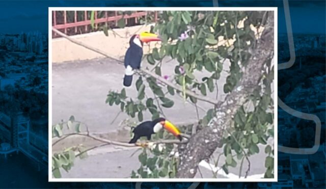 Na foto podemos ver o casal de tucanos