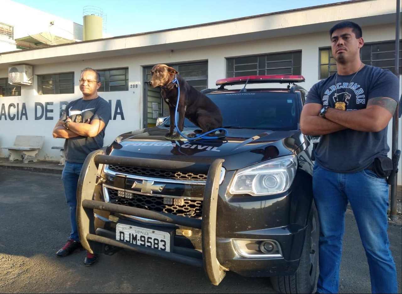 Idoso de 83 anos é preso na região de Piracicaba após ser flagrado fazendo sexo com animal Idoso de 83 anos é preso na região de Piracicaba após ser flagrado fazendo sexo com animal
