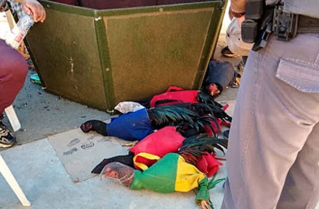 Uma foto dos galos que foram apreendidos pela PM Uma foto dos galos que foram apreendidos pela PM