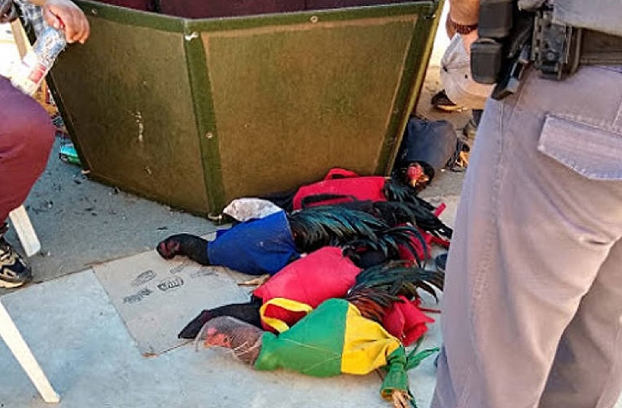 Foto: Divulgação/Polícia Militar