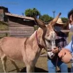 Conheça o nome escolhido para a nova mascote de A Fazenda
