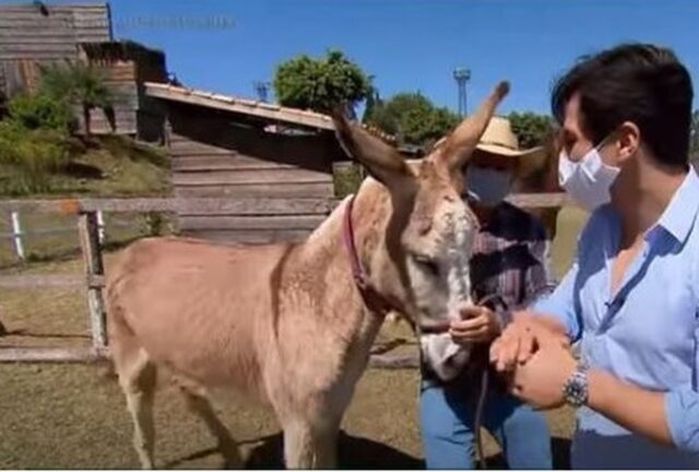 Um foto da nova mascote de A Fazenda, a jumentinha Estrela Um foto da nova mascote de A Fazenda, a jumentinha Estrela