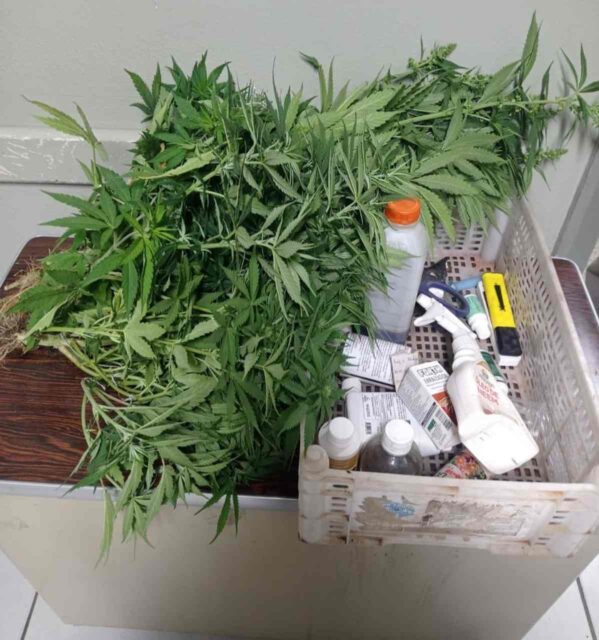 Uma foto da maconha apreendida na casa do indivíduo, em Piracicaba