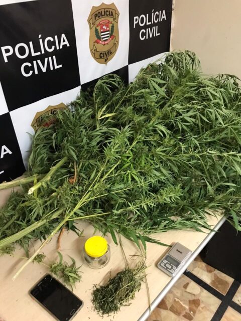 Em Piracicaba, Polícia Civil prende jovem de 20 anos que plantava maconha na chácara da família