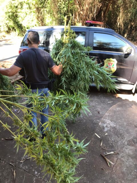 Em Piracicaba, Polícia Civil prende jovem de 20 anos que plantava maconha na chácara da família
