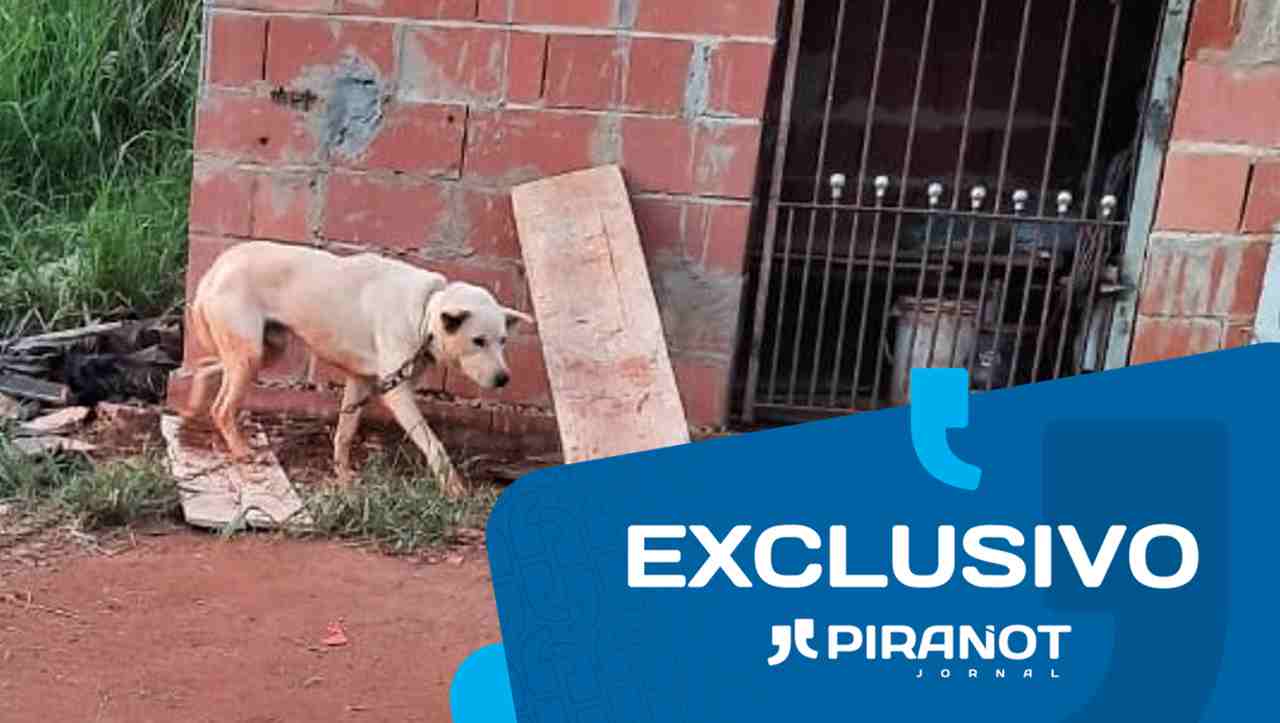Em Piracicaba, cão é resgatado com maus-tratos