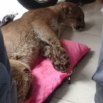 Piracicaba (SP): onça-parda é capturada dentro de residência nesta terça-feira (15)