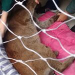 Veja mais fotos da captura da onça-parda encontrada dentro de casa em Piracicaba (SP)