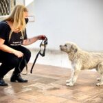 Piracicaba (SP): cachorra que sofria abuso psicológico é resgatada; tutora confessou que não gostava do animal