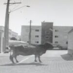 Vaca descontrolada invade condomínio em Piracicaba (SP); veja imagens