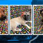 Canil do CCZ de Piracicaba (SP) faz feira para adoção de cães na sexta-feira (01)